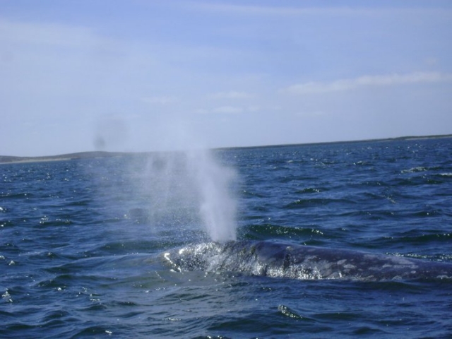 Avistamiento de ballenas wow en Loreto